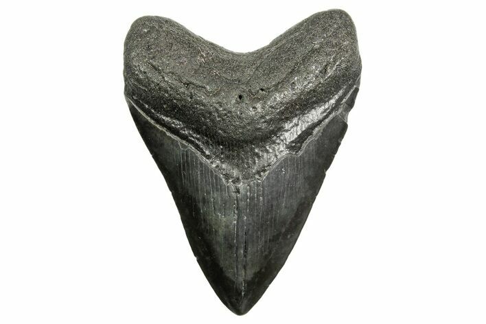 Fossil Megalodon Tooth - South Carolina #362436